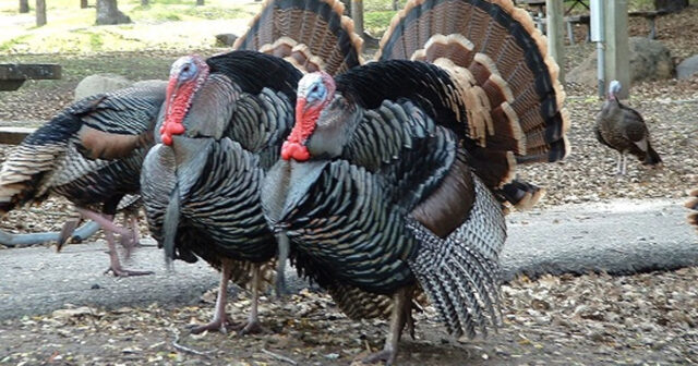 “Hinduşka aldım, şişirdilmiş toyuq çıxdı…” – Məşhur naşiri belə aldadıblar