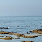 Xəzər dənizinə pul ayrıldı