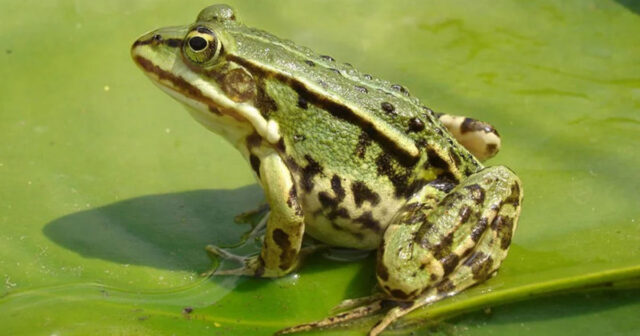 Azərbaycanda bu universitet 1500 qurbağa alır