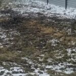 Qusarda “ağac qətliamı”: qoz  ağaclarını kütləvi kəsən kimlərdir? – VİDEO