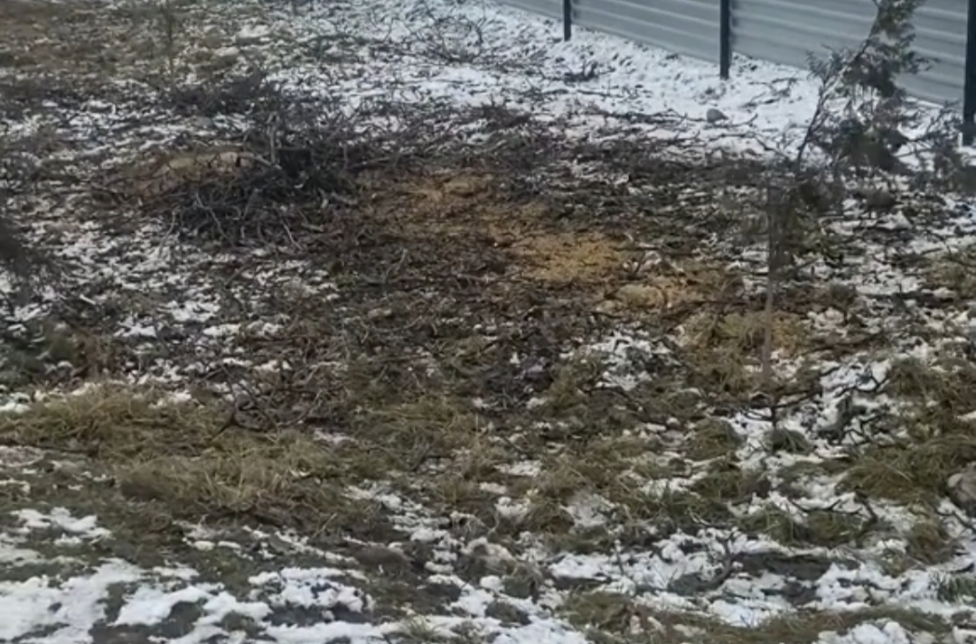 Qusarda “ağac qətliamı”: qoz  ağaclarını kütləvi kəsən kimlərdir? – VİDEO