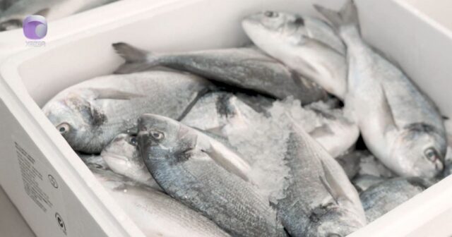 Balıq alarkən DİQQƏTLİ OLUN – VİDEO