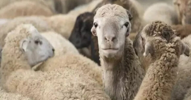 Qoyunları oğurlayıb cəriməsini ödədi – Zaqatalada QƏRİBƏ OLAY Qoyunları oğurlayıb cəriməsini ödədi – Zaqatalada QƏRİBƏ OLAY