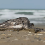 Xəzər sahilində quşlar kütləvi şəkildə niyə ÖLÜR?