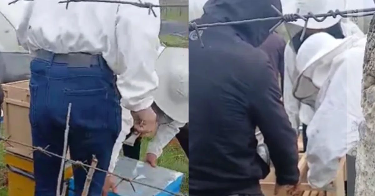 Azərbaycana gətirilən təhlükəli arılar fermerlərə satılır – İDDİA – VİDEO