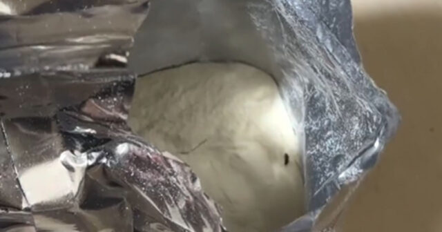 Uşaq qidasından həşərat çıxıb? – AÇIQLAMA – VİDEO Uşaq qidasından həşərat çıxıb? – AÇIQLAMA – VİDEO