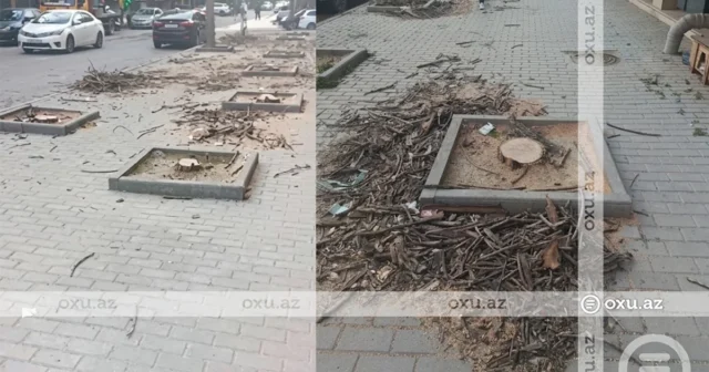 Nərimanovda ağaclar kütləvi şəkildə KƏSİLDİ – FOTO, VİDEO Nərimanovda ağaclar kütləvi şəkildə KƏSİLDİ – FOTO, VİDEO