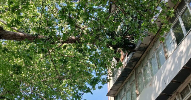 Mingəçevirdə külək ağacları aşırdı – FOTO