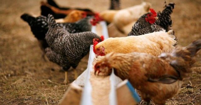 Toy karvanı fermanın yanından keçdi, 140 toyuq öldü