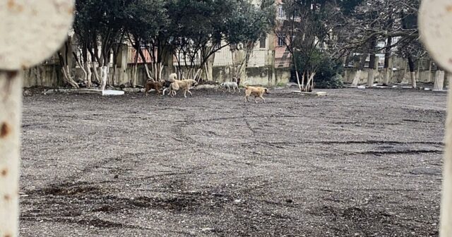 Paytaxtda təhlükəli vəziyyət: Küçə itləri şagirdlərə hücum etdi – VİDEO