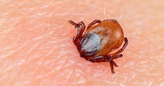 21 yaşlı oğlanı gənə dişləyib öldürdü