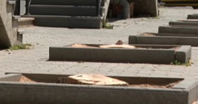 Bakıda ağacları kim kəsib? – VİDEO