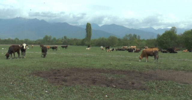 Qaxda örüş sahəsi sakinlərin əllərindən alınıb? – VİDEO