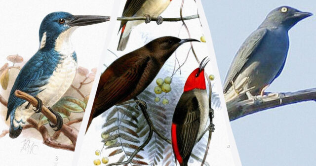 2025-ci ildə 5 nadir quş yenidən “kəşf edilib”