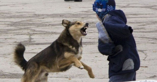 Sahibsiz it məktəbliyə hücum etdi