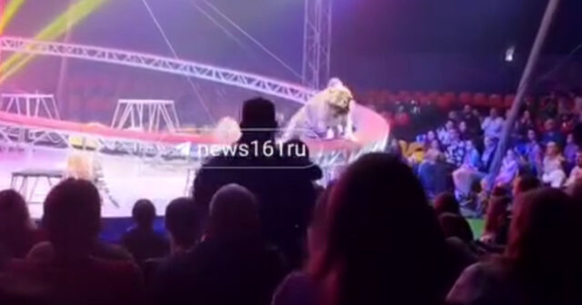 Rusiyada sirkdə pələng tamaşaçıların oturduğu zonaya girdi – VİDEO