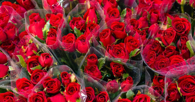 Həmin mal əslində Niderlanddan gətirilmiş qızılgül olub…