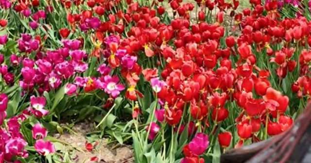 Bulvarda əkilən gülləri kim bu hala salıb? – VİDEO