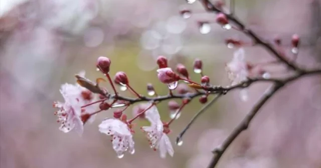 Sabah hava NECƏ OLACAQ?