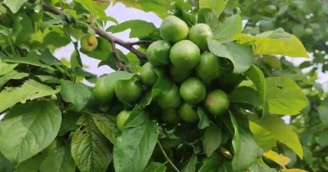 Alçanın qiyməti düşmür: Bahalığın səbəbi nədir?