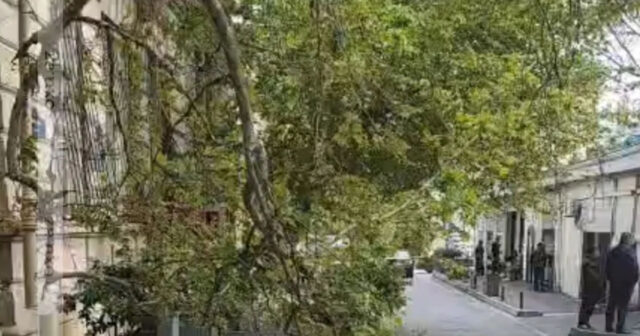 Bakının mərkəzində qırılan ağac təhlükəli vəziyyət yaradıb – VİDEO